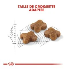 Royal Canin Chaton 10kg -Magasin De Fournitures Pour Chats royal canin kitten second age kitten second age 4