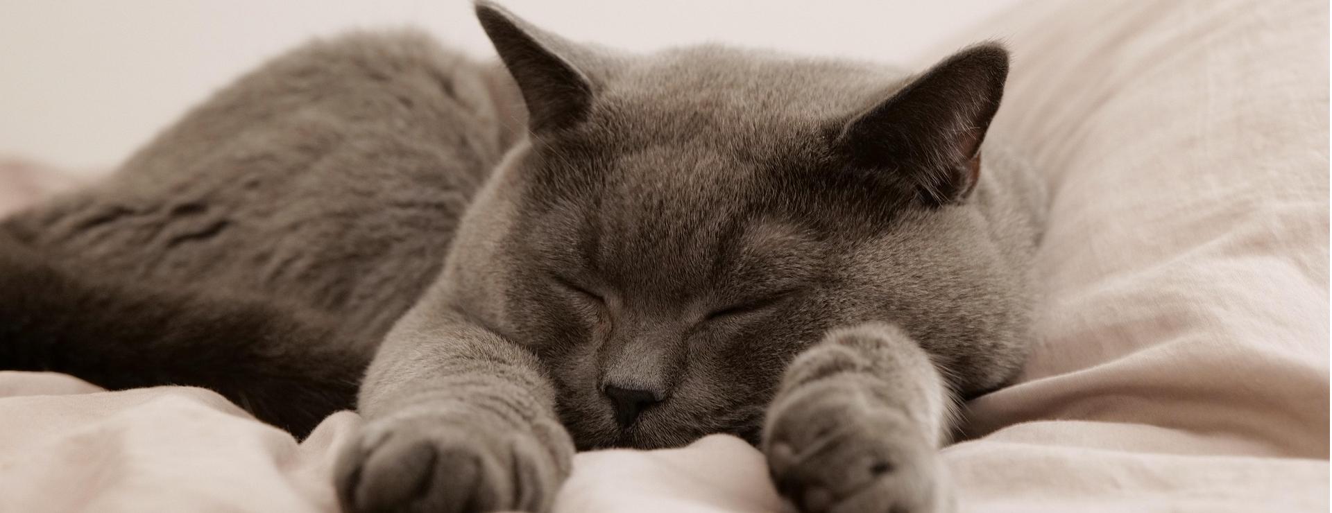 Magasin De Fournitures Pour Chats -Magasin De Fournitures Pour Chats cat 7533717 1920