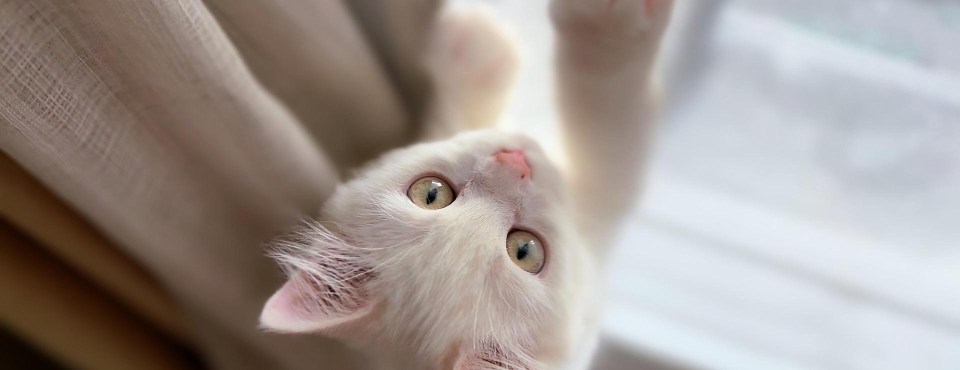 Magasin De Fournitures Pour Chats -Magasin De Fournitures Pour Chats cat 8062388 1920